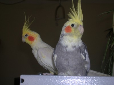 Nymphensittiche Nymphensittiche