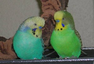 Bagira und Louie